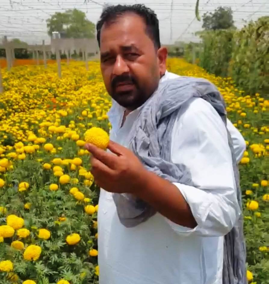 Fortune turned around after moving away from traditional farming in Sirsa; farmer Mukesh started cultivating marigolds and vegetables alongside Kinnow.