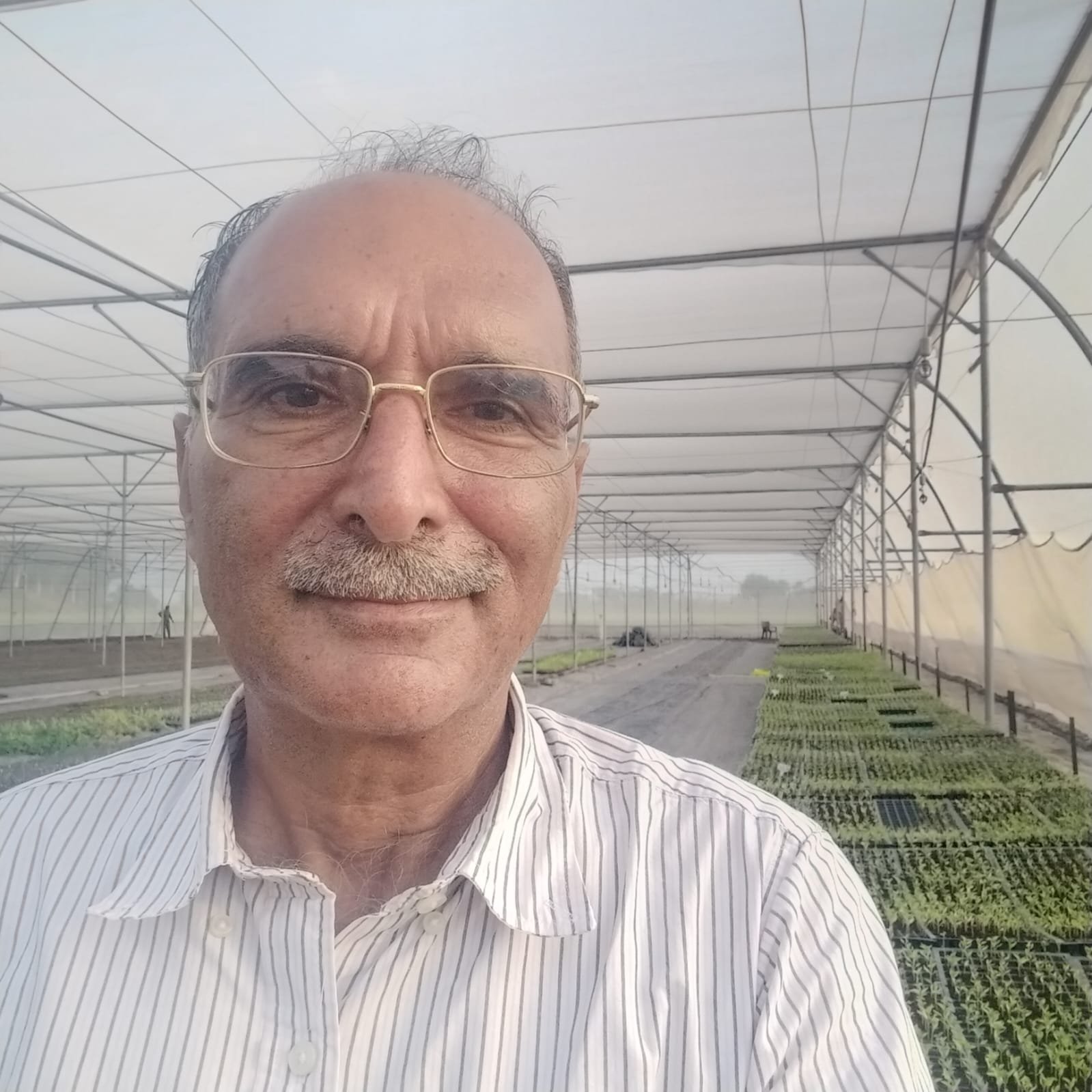 A farmer from Sirsa has achieved a remarkable feat; a transformation initiative sparked by concerns over the groundwater crisis has now led Mukesh to produce 8 to 10 lakh saplings annually.